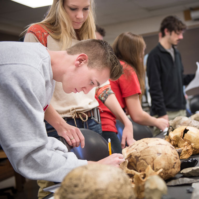 Students work with bones in a lab