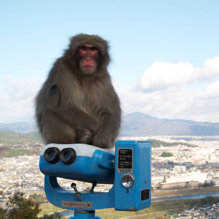 A monkey sitting on top of an observation stand