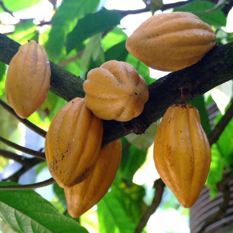 Cacao on a tree