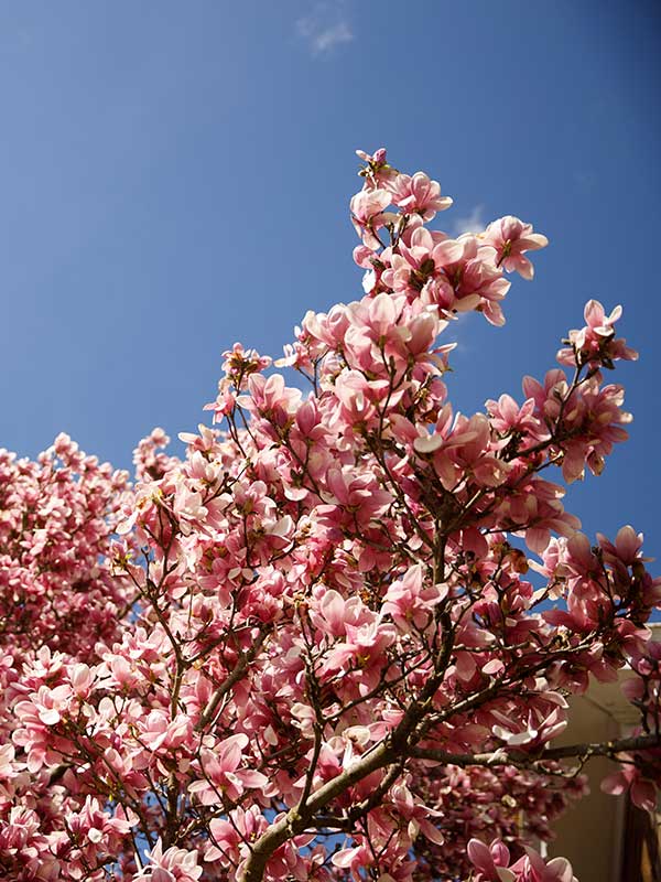 A close-up shot of pink and white magnolia blooms on the Bloomington campus.